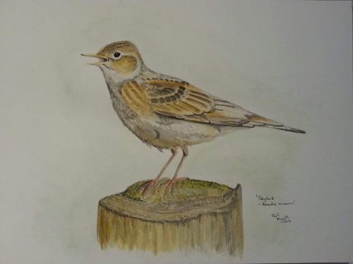 'Traditional' Watercolour Commission